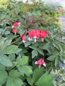 DICENTRA spectabilis Valentine